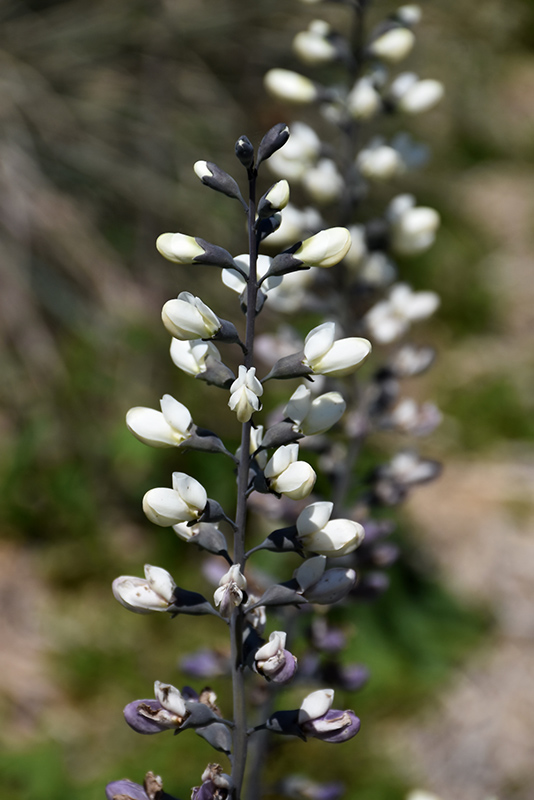 White False Indigo flowers