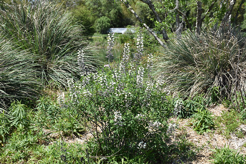 White False Indigo in bloom