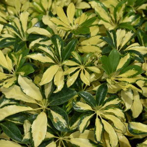 Trinette Variegated Schefflera foliage