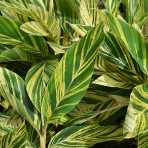 Variegated Shell Ginger foliage