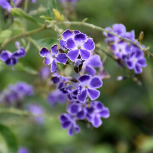 Sapphire Showers Duranta flowers