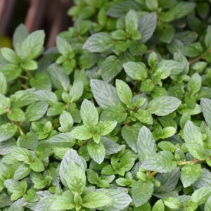 Peppermint foliage