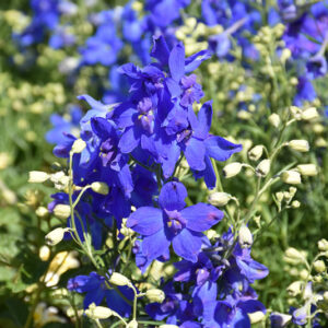 Summer Nights Delphinium flowers