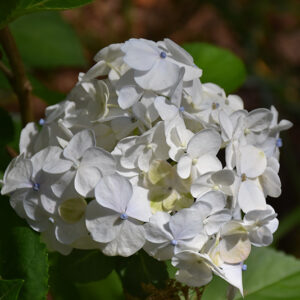 Madame Emile Mouillere Hydrangea flowers