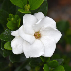Gardenia flowers