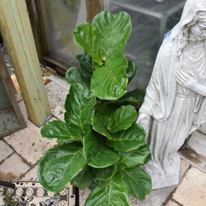 Fiddle Leaf Fig