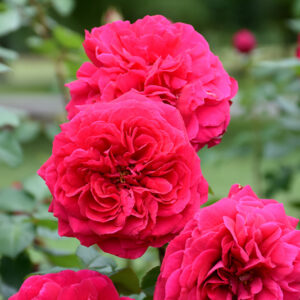 Tess Of The D'Urbervilles Rose flowers