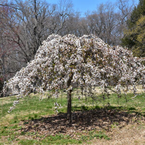 Snow Fountains Yoshino Cherry in bloom