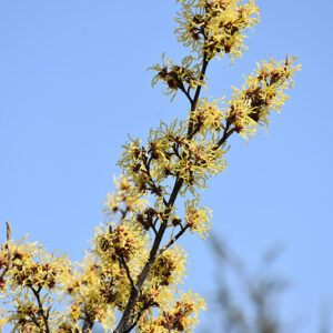 Arnold Promise Witchhazel flowers