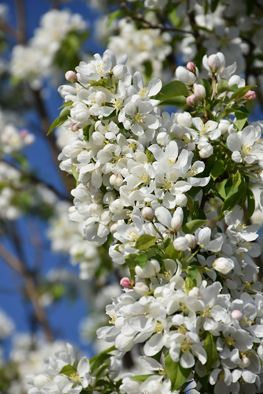 Dolgo Apple flowers