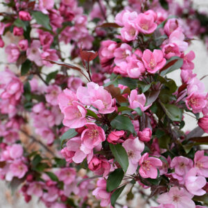 Gladiator&trade; Flowering Crab flowers