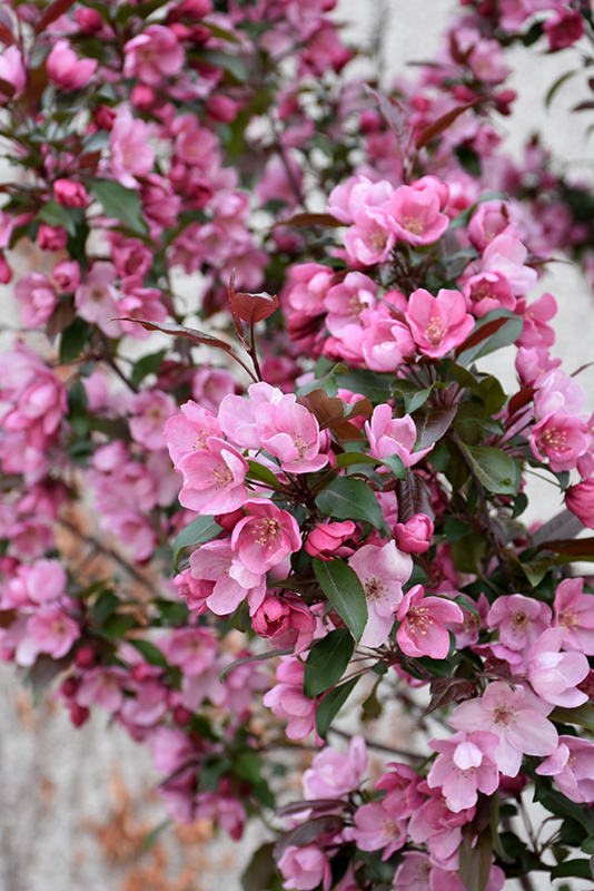 Gladiator™ Flowering Crab flowers