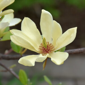 Butterflies Magnolia flowers