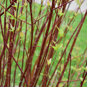 Arctic Fire&reg; Red Twig Dogwood stems