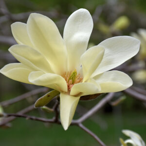 Gold Star Magnolia flowers