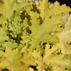 Twist of Lime Coral Bells foliage