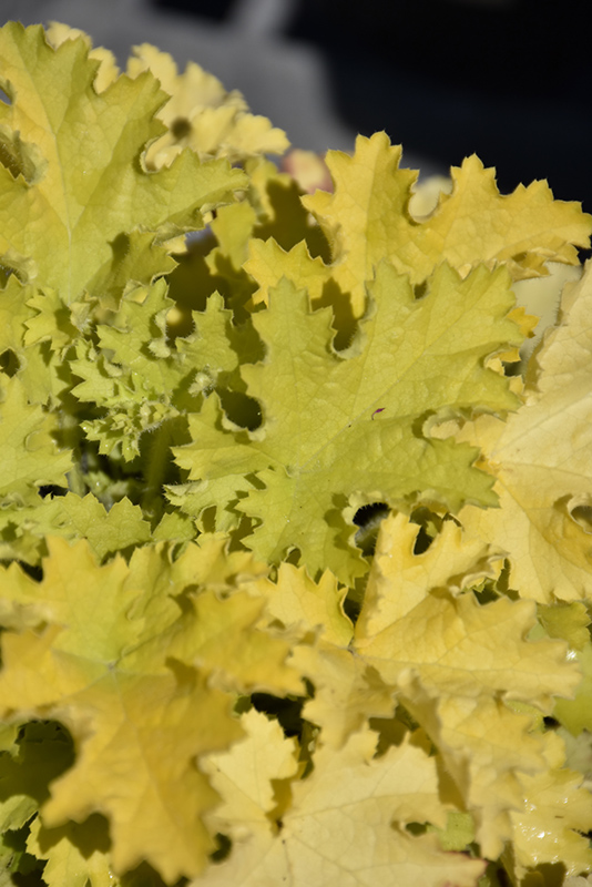 Twist of Lime Coral Bells foliage