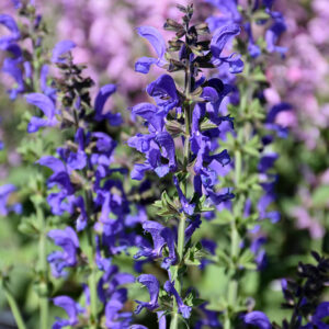 Fashionista® Midnight Model Sage flowers