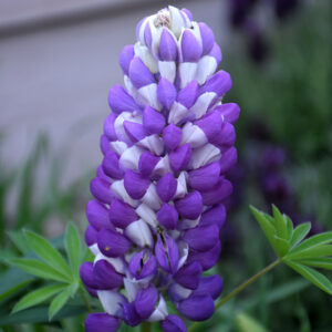 Mini Gallery&trade; Blue Bicolor Lupine flowers