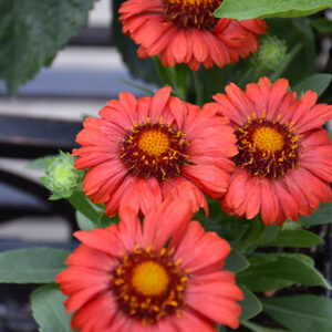 Sunset&trade; Celebration Blanket Flower flowers