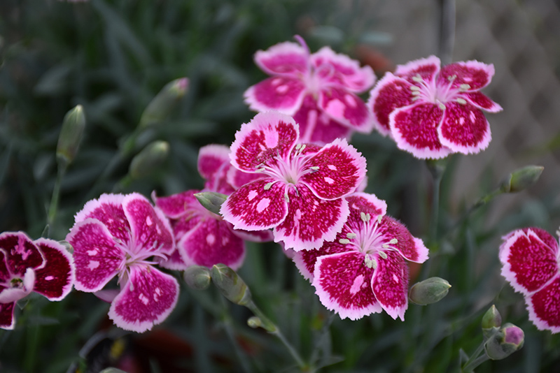 Fire And Ice Pinks flowers
