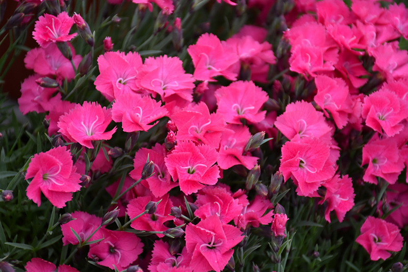 Vivid™ Bright Light Pinks flowers