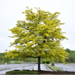 Sunburst Honeylocust
