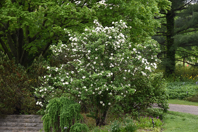 Fragrant Viburnum in bloom