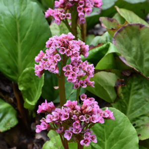 Rotblum Heartleaf Bergenia flowers