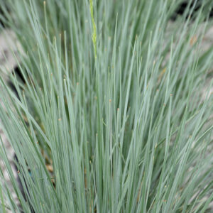 Sapphire Blue Oat Grass foliage
