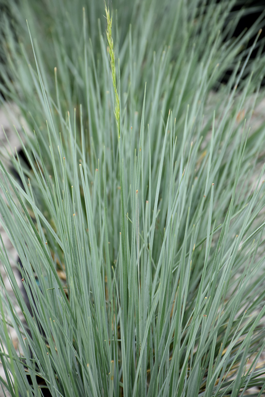 Sapphire Blue Oat Grass foliage