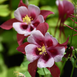 Songbird Cardinal Columbine flowers