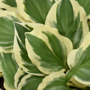 Diamonds Are Forever Hosta foliage