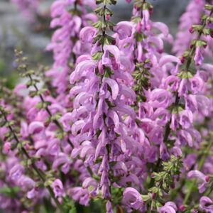 Fashionista&reg; Pretty in Pink Sage flowers