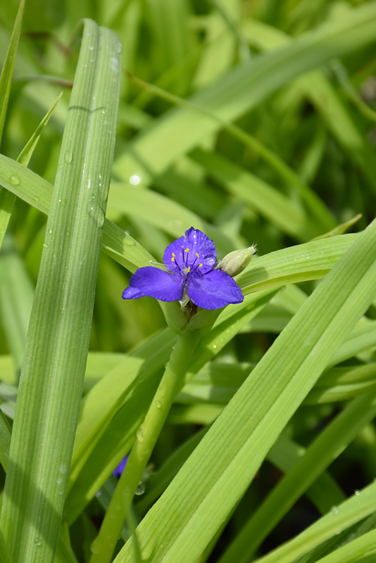 Charlotte's Web Spiderwort flowers