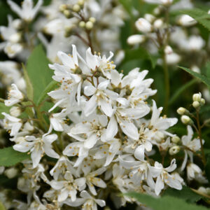 Yuki Snowflake&reg; Deutzia flowers