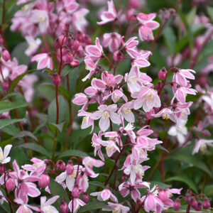 Yuki Cherry Blossom&reg; Deutzia flowers