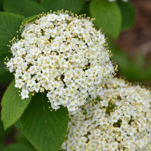 Red Balloon&reg; Viburnum flowers