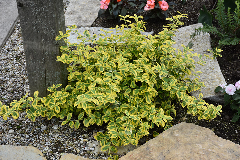 Gold Splash® Wintercreeper