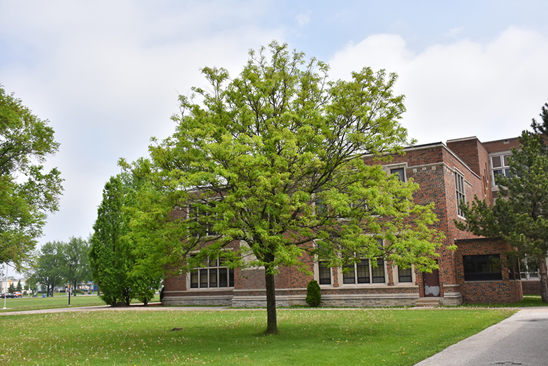 Shademaster Honeylocust