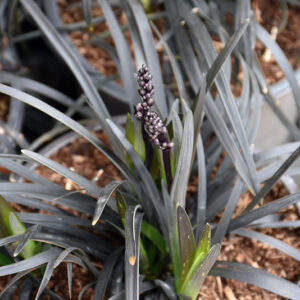 Ebony Knight Mondo Grass foliage