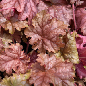 Carnival Peach Parfait Coral Bells foliage