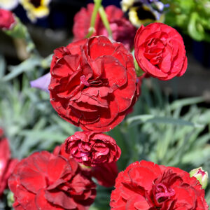 Scent First® Passion Pinks flowers