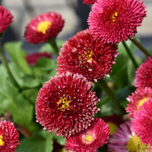 Tasso&reg; Red English Daisy flowers