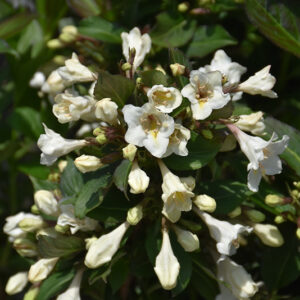 Tuxedo&trade; Weigela flowers
