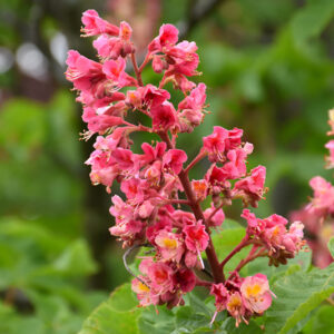 Ruby Red Horse Chestnut flowers