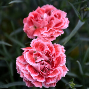 Coral Reef Pinks flowers