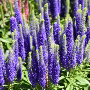 Royal Candles Speedwell flowers