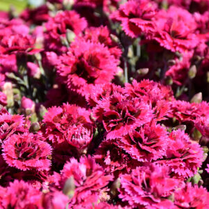 Starlette Pinks flowers
