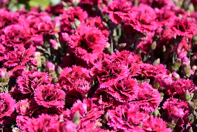 Starlette Pinks flowers